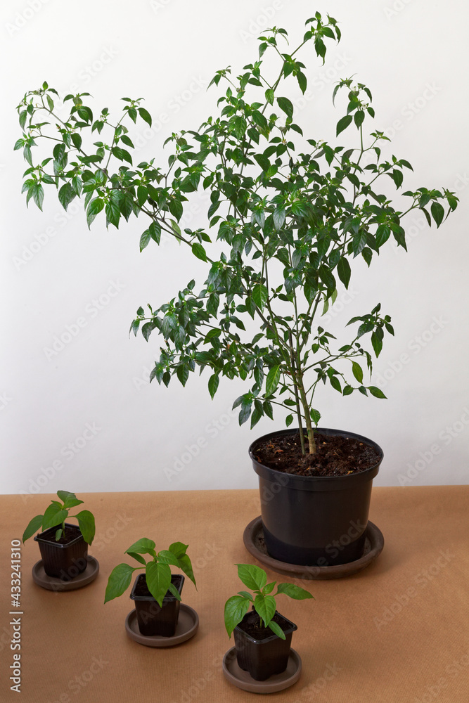 Grown chili peppers plant and young seedlings in plastic pots. Homegrown vegetable plants. Grown chili peppers plant and young seedlings in plastic pots. Homegrown vegetable plants.