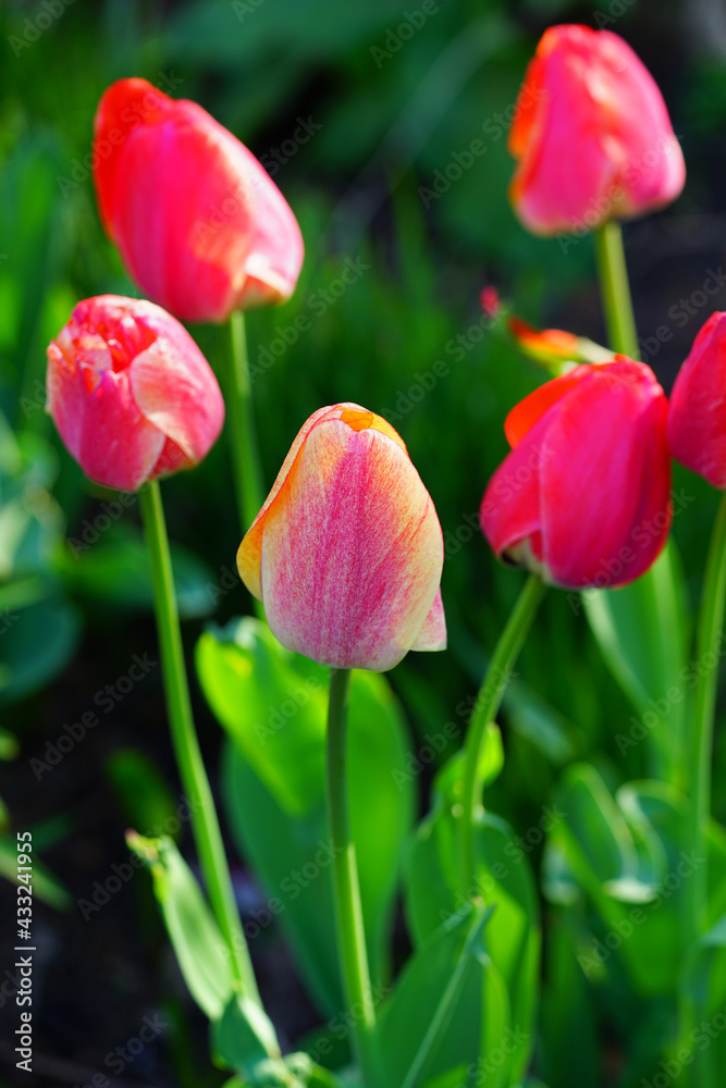 Red and yellow tulips in the spring Red and yellow tulips in the spring