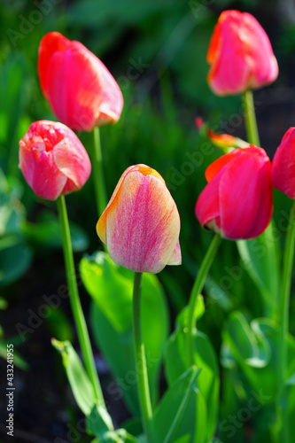 Red and yellow tulips in the spring