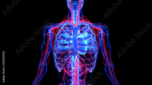Obraz na plátne Human Circulatory System Heart Anatomy