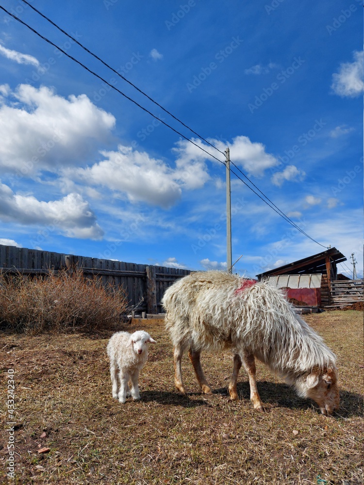 Obraz premium sheep on a farm