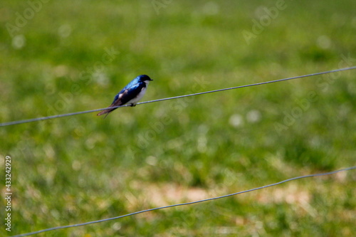 Tree Swallow Bird (Tachycineta bicolor) photo