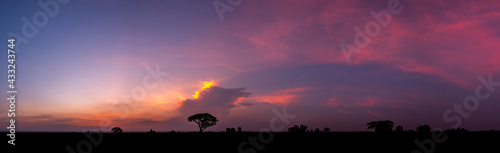 Panorama Against a setting sun with Tree silhouetted .Dark tree on open field dramatic sunrise.