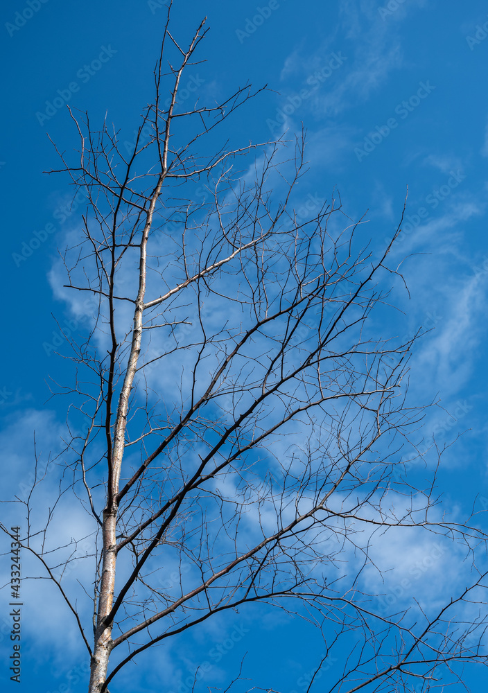 Tree branch silhouette over blue sky background. Tree branch silhouette over blue sky background.