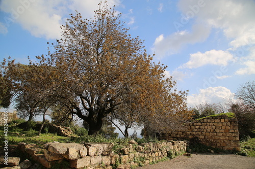 Surroundings on Transfiguration Hill, Israel