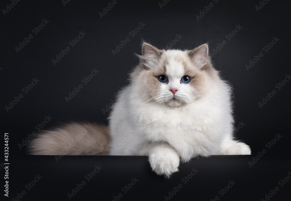 Impressive young Ragdoll cat boy, laying facing front with one paw over edge. Looking towards camera with dark blue eyes. Isolated on a black background. Impressive young Ragdoll cat boy, laying facing front with one paw over edge. Looking towards camera with dark blue eyes. Isolated on a black background.