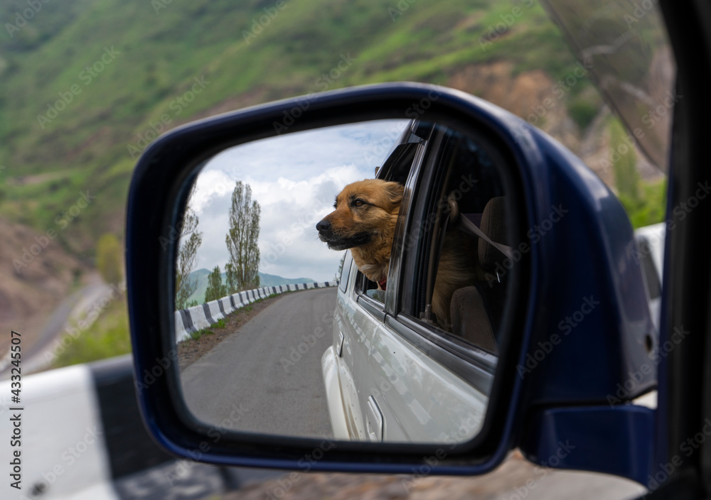 Dog in side view mirror. Traveling by car with dog.