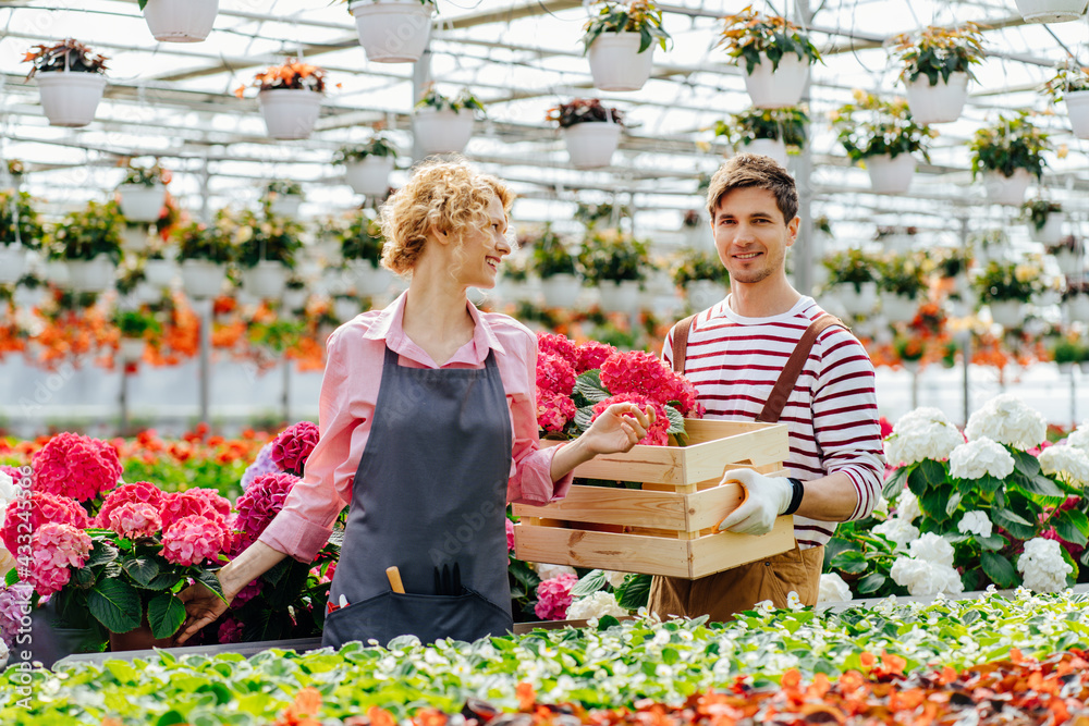 Florists couple working with hydrangea flowers at a greenhouse. Man worker in overalls holding wooden box, woman in apron help him and put an order flowers in pots into a box.