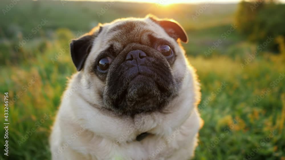 Portrait of a calm and beautiful pug at sunset, the dog looks at the camera in nature Portrait of a calm and beautiful pug at sunset, the dog looks at the camera in nature