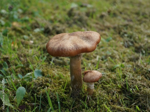 Two mushrooms in moss and grass 