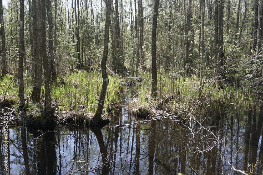 Reserved dense forest. A river and trees felled by beavers. Swamp. Scenery. Horizontal shot. In the Berezinsky reserve Reserved dense forest. A river and trees felled by beavers. Swamp. Scenery. Horizontal shot. In the Berezinsky reserve