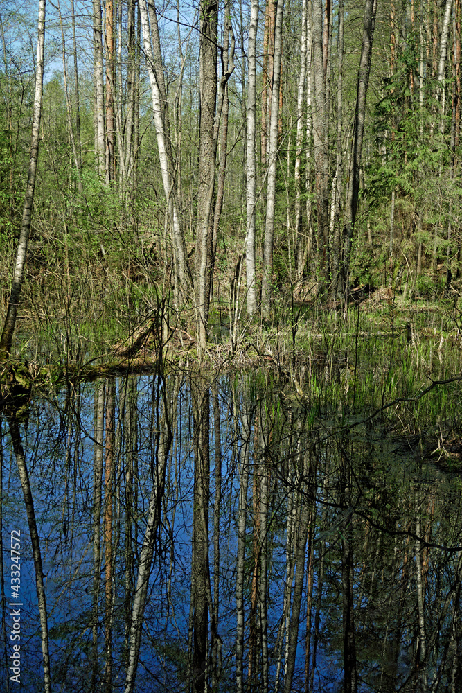 Reserved dense forest. A river and trees felled by beavers. Swamp. Scenery. Horizontal shot. In the Berezinsky reserve	