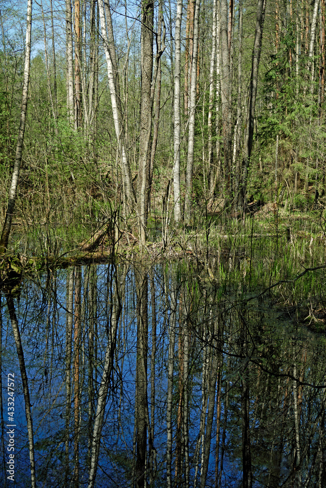 Reserved dense forest. A river and trees felled by beavers. Swamp. Scenery. Horizontal shot. In the Berezinsky reserve Reserved dense forest. A river and trees felled by beavers. Swamp. Scenery. Horizontal shot. In the Berezinsky reserve
