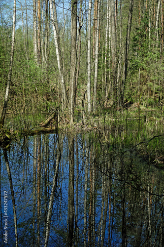 Reserved dense forest. A river and trees felled by beavers. Swamp. Scenery. Horizontal shot. In the Berezinsky reserve 