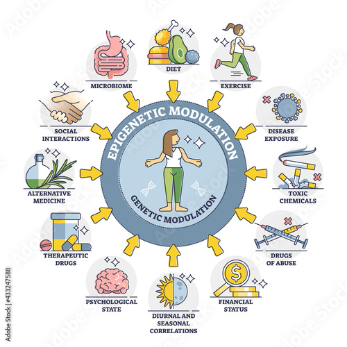 Epigenetic modulation as environmental effect to phenotype outline diagram. External influence and mediator process elements in labeled educational cycle scheme vector illustration. DNA regulation. photo