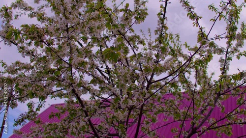 Wallpaper Mural Close up of flowering tree branches in windy weather in springtime. Portrait of tree branches with sprouts on background of cloudy sky. Torontodigital.ca