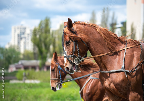 Portrait of chestnut trotter horses in motion on hippodrome. French trotter horses in Ukraine