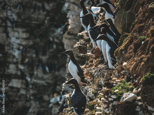 Guillemots on Bempton Cliffs photo