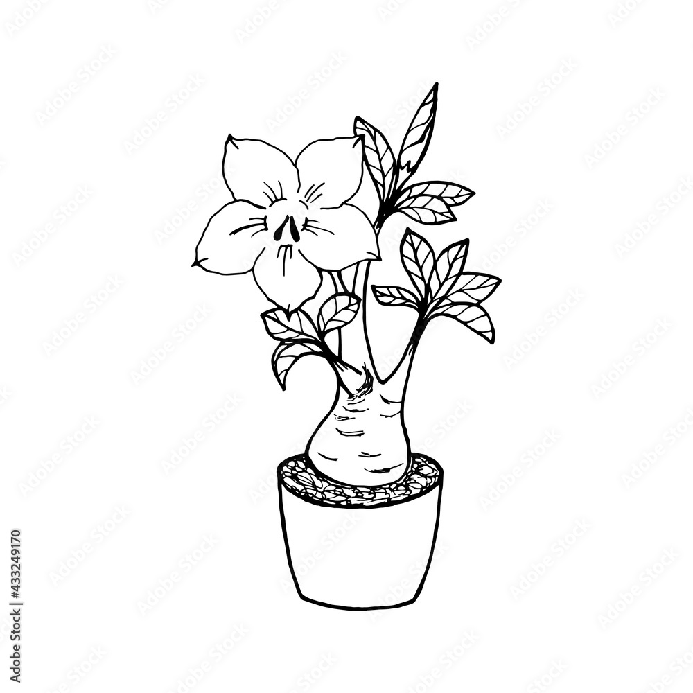 Adenium obesum plant with foliage, flower and bud in a pot, black and
