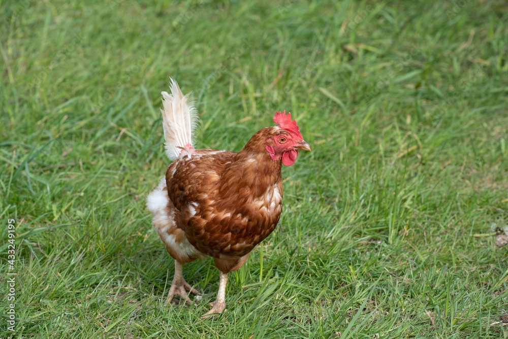 A small brown domestic chicken runs across a green meadow in summer