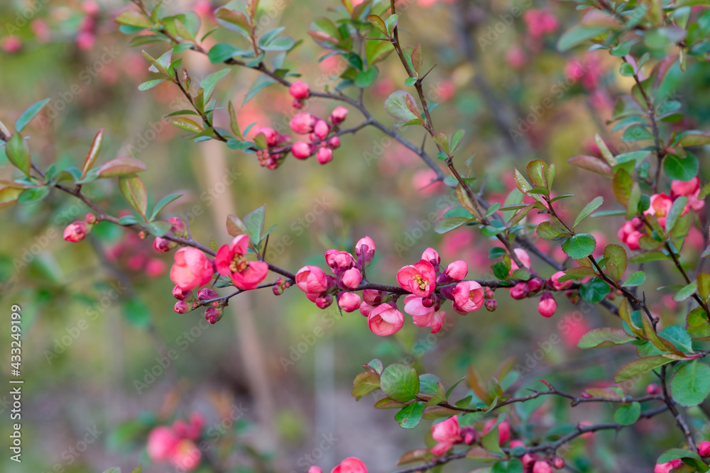 Chaenomeles japonica flowers closeup selective focus Chaenomeles japonica flowers closeup selective focus