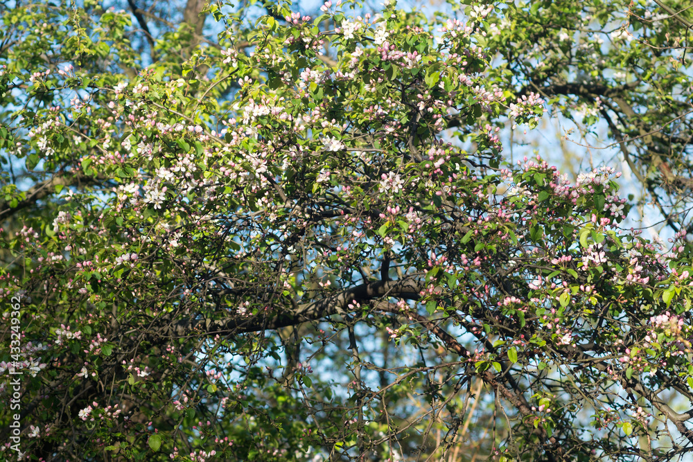 blooming apple tree selective focus
