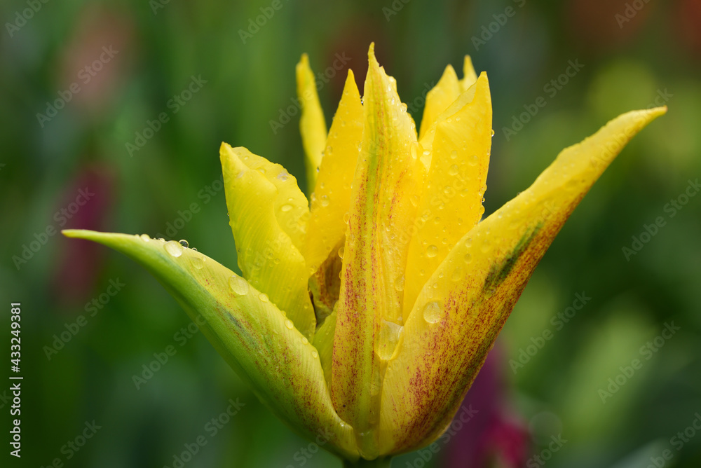 Close-up of a yellow blooming tulip, its petals against a green background after the rain