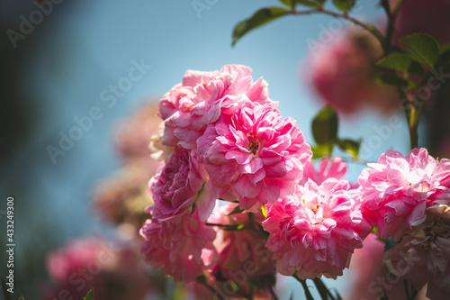 Pink bulgarian roses with the clear blue sky as a background