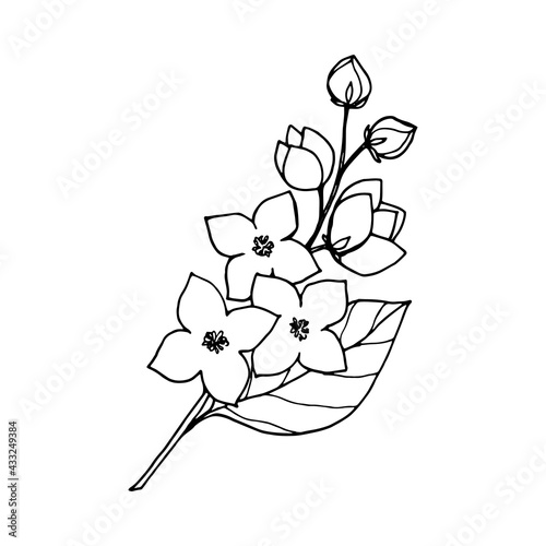Jasmine bush, Philadelphus with flowers and buds, drawing with black outline and white fill.