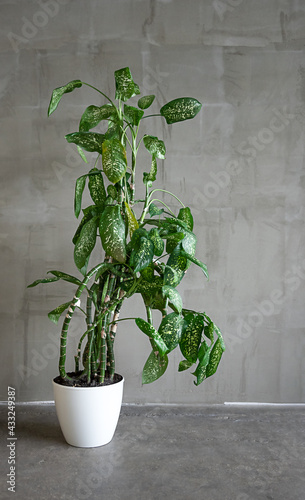 large green dieffenbachia plant in a white pot on a concrete floor against a gray wall photo