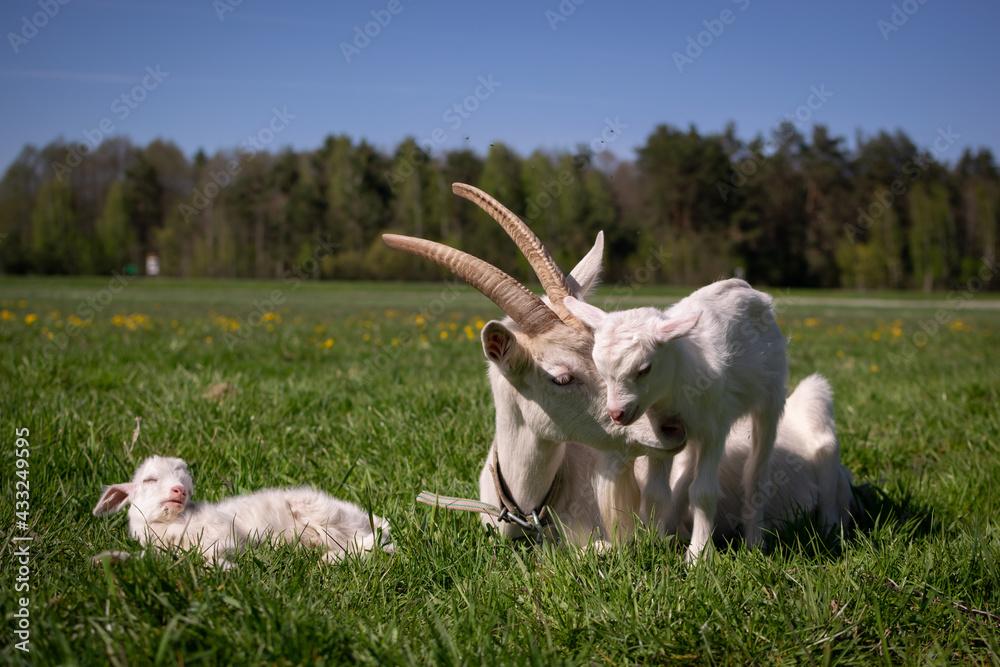 animal, grass, mammal, cute, young, nature, white, field, green, small, domestic, background, meadow, spring, pet, outdoor, summer, little, adorable, baby, funny, farm, furry, one, head animal, grass, mammal, cute, young, nature, white, field, green, small, domestic, background, meadow, spring, pet, outdoor, summer, little, adorable, baby, funny, farm, furry, one, head