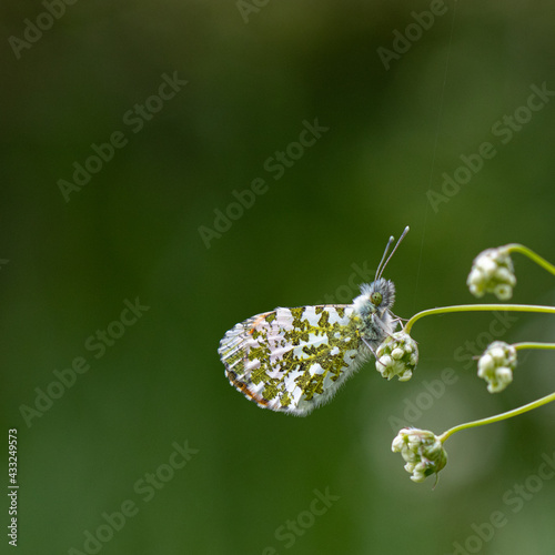 orange tip butterfly on a flower