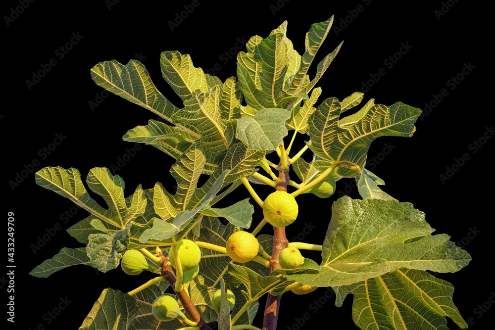 Branches of fig tree ( Ficus carica ) with leaves and fruit isolated on ...