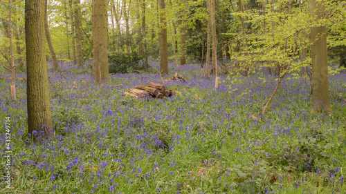 Bluebells in the woods