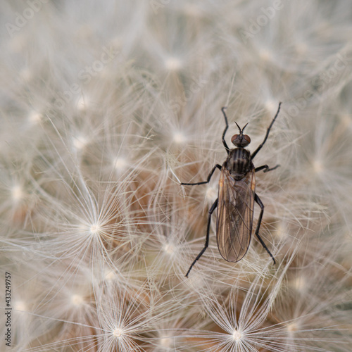 fly on dandelion seeds 