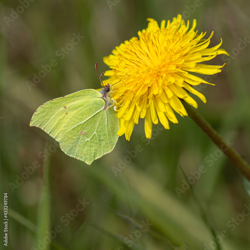 yellow brimstone butterfly on a dandelion