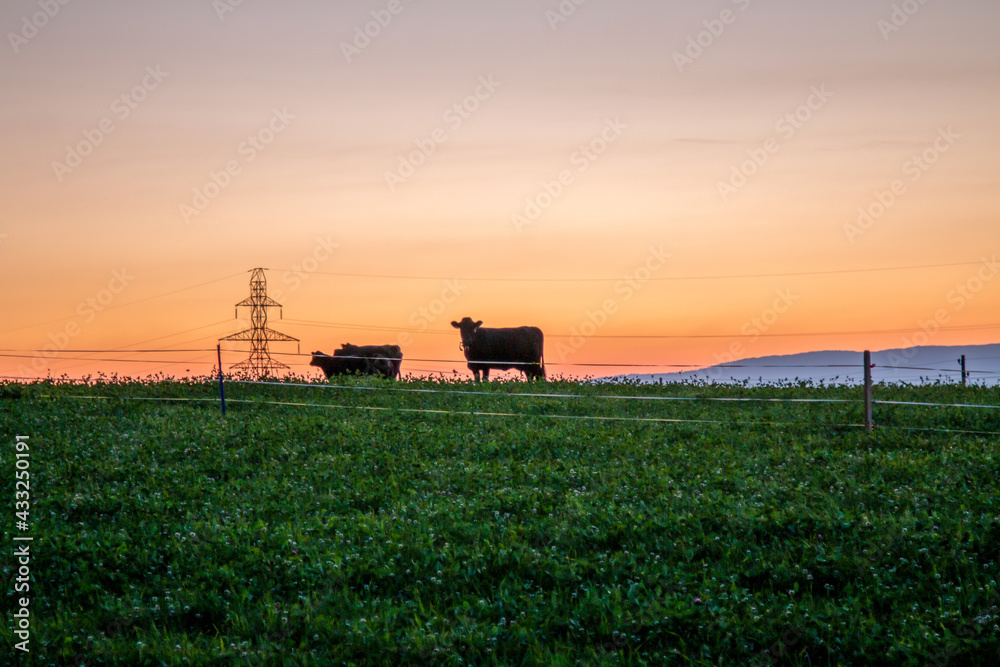 Fototapeta premium Kühe im Sonnenuntergang