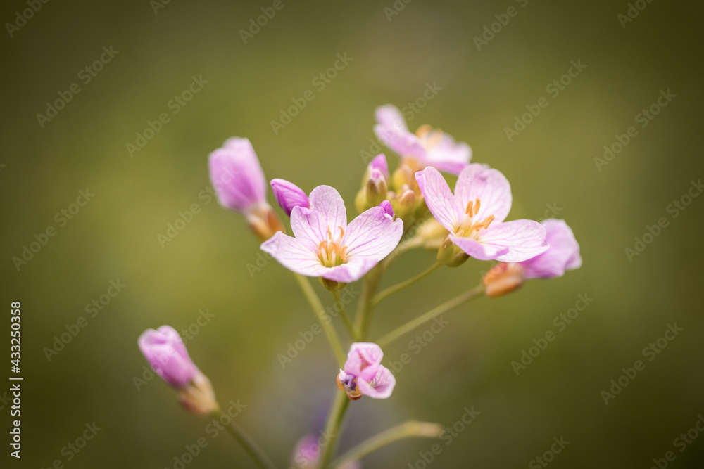 close up of pink flower