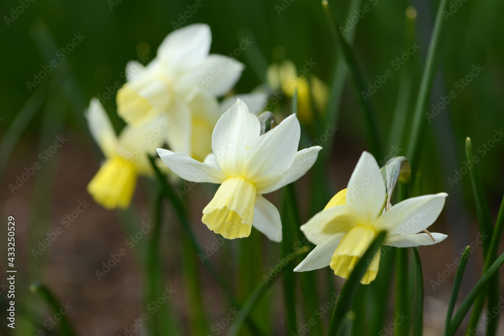 Daffodil (Narcissus) variety Sailboat blooms in a garden. Daffodil (Narcissus) variety Sailboat blooms in a garden.