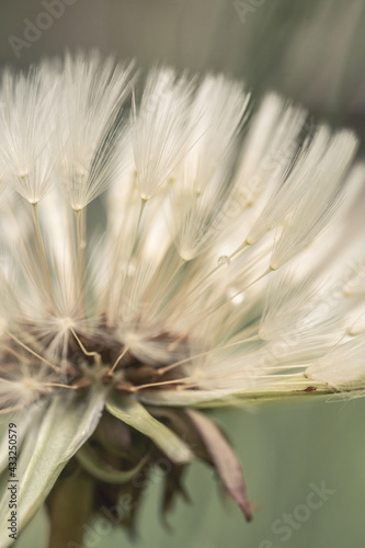 seed head