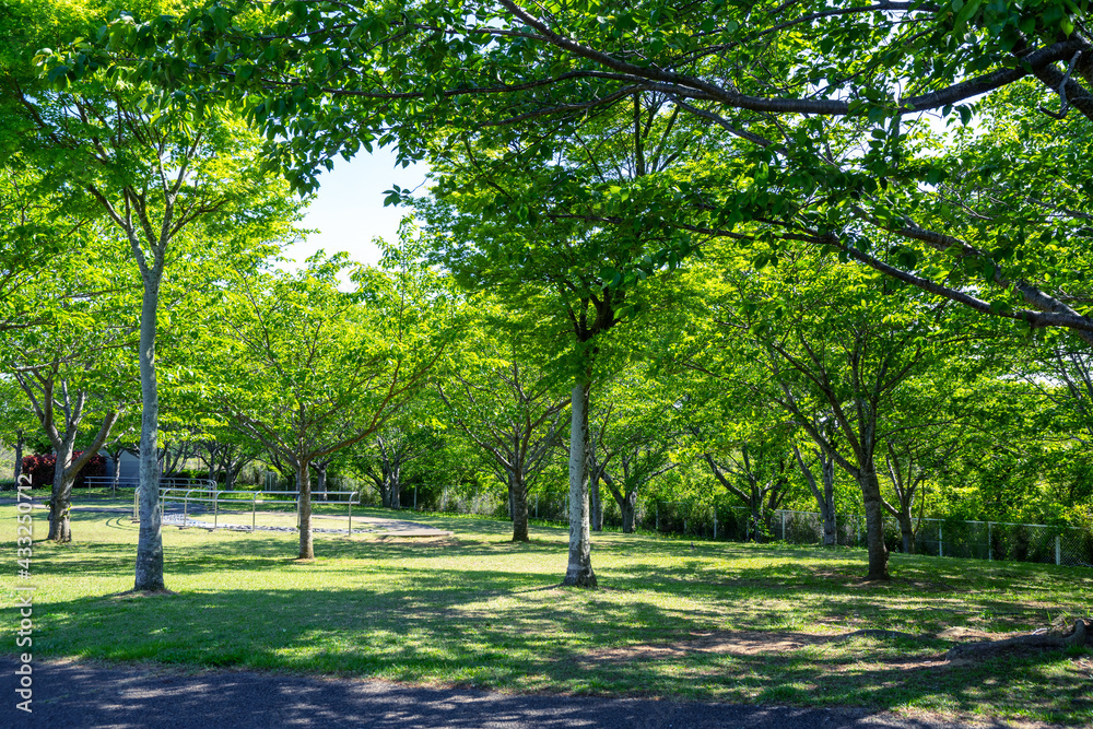 Obraz premium 爽やかな公園の風景