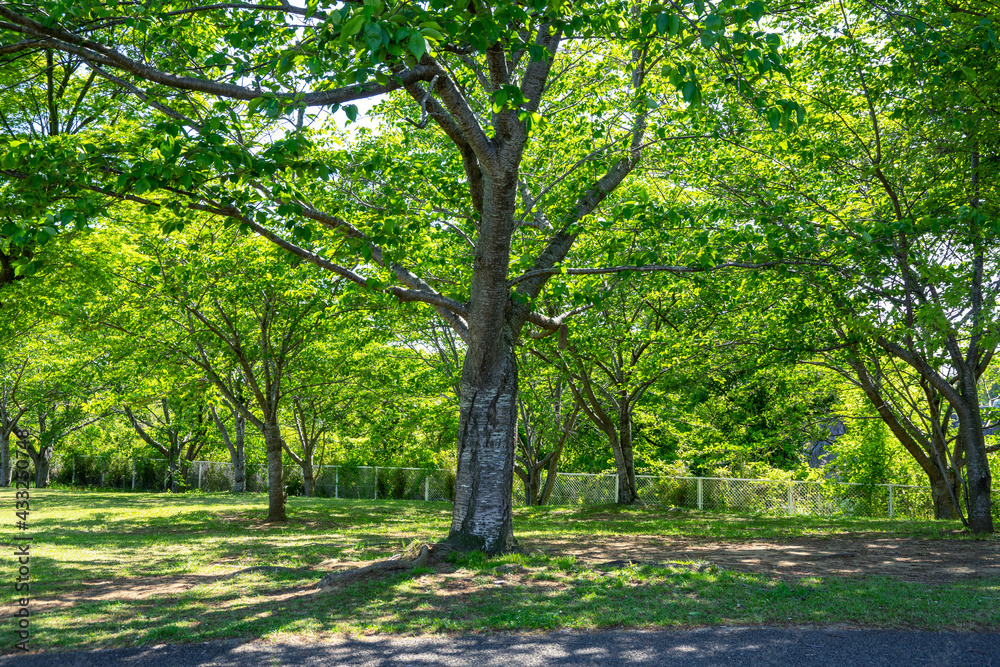 爽やかな公園の風景 爽やかな公園の風景
