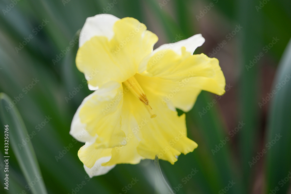 Daffodil (Narcissus) variety Cassata blooms in a garden. Daffodil (Narcissus) variety Cassata blooms in a garden.