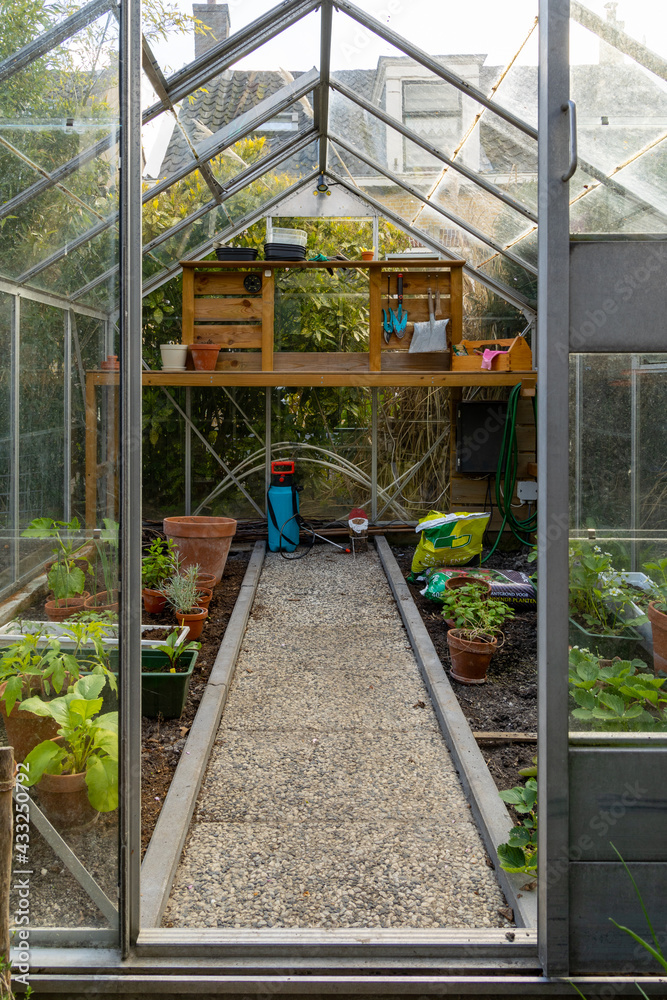 A small Greenhouse in typical dutch garden, with tomato, cucumber, pepper plants. With a wooden desk with diverse tools for gardening. A small Greenhouse in typical dutch garden, with tomato, cucumber, pepper plants. With a wooden desk with diverse tools for gardening.