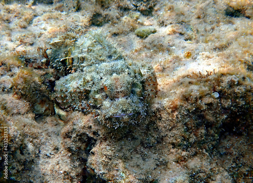 Devil scorpion-fish  Scorpaenopsis diabolus  inhabits coral reefs of the Red Sea  it has very venomous fins