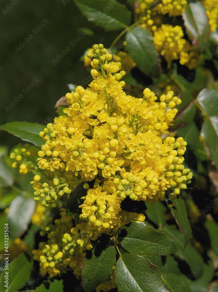 mahonia bush with cluster of yellow flowers close up mahonia bush with cluster of yellow flowers close up