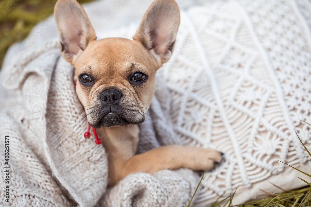 Französiche Bulldogge Welpe 