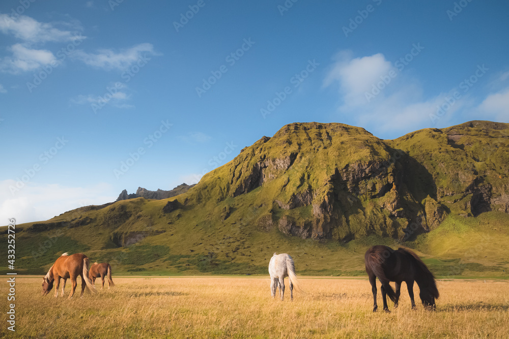 Grazing Icelandic horses in the rural countryside landscape of Southern Iceland near the village of Vik in on a beautiful summer afternoon. Grazing Icelandic horses in the rural countryside landscape of Southern Iceland near the village of Vik in on a beautiful summer afternoon.
