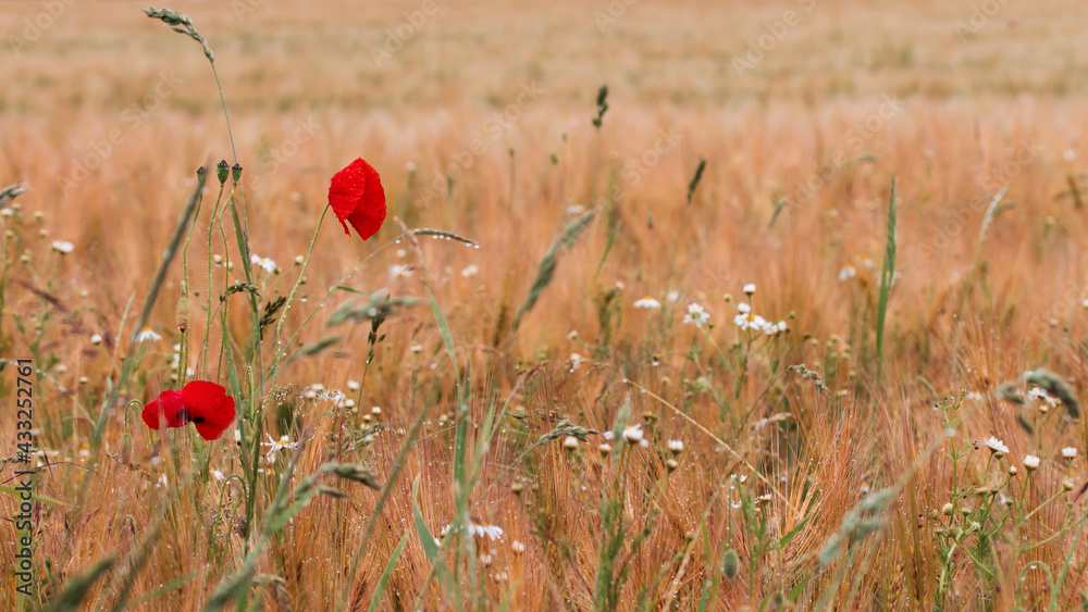 Fototapeta premium einzelne Mohnblume im Feld