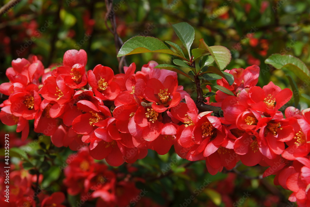 chaenomeles japonica bush with pretty red flowers at spring chaenomeles japonica bush with pretty red flowers at spring